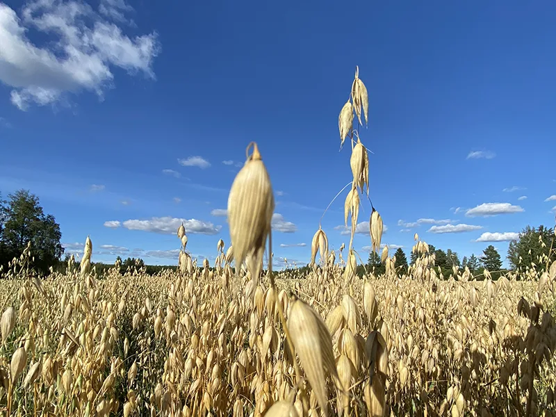 Pellot — Suovanlahti